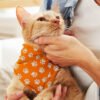 123658 - Pet Bandana - Small