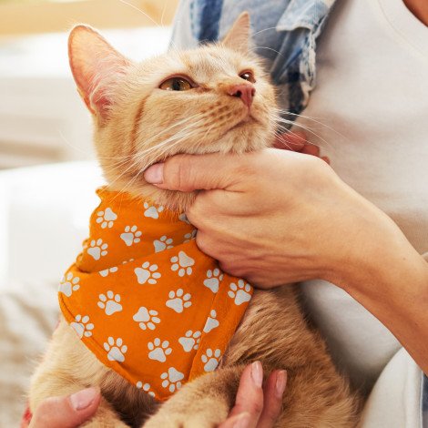 123658 - Pet Bandana - Small