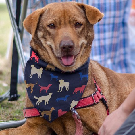 123659 - Pet Bandana - Medium