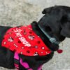 123660 - Pet Bandana - Large