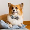 125067 - Amigo Pet Bow Tie