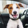 125070 - Amigo Dog Collar