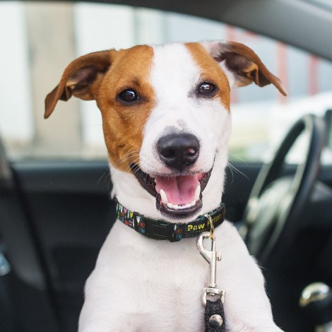 125070 - Amigo Dog Collar