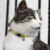 125072 - Amigo Cat Collar