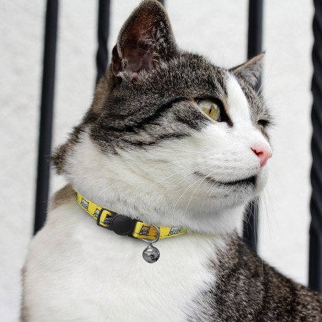 125072 - Amigo Cat Collar